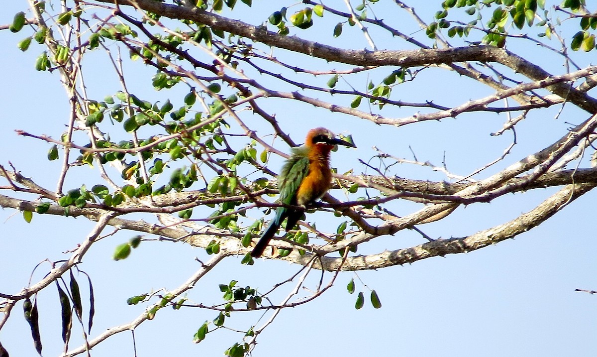 White-fronted Bee-eater - Adam Dudley