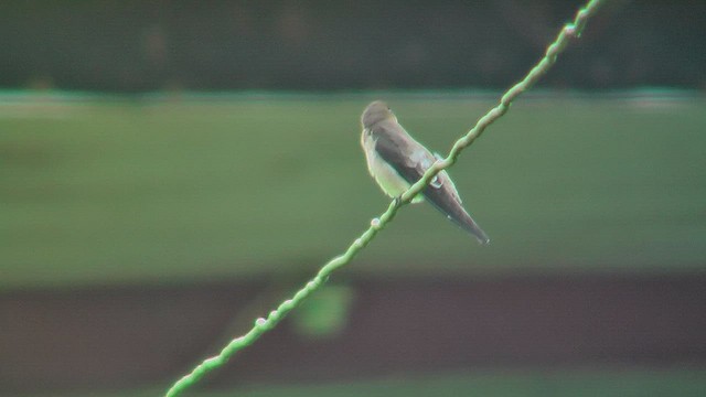 Golondrina Gorjirrufa - ML630116692