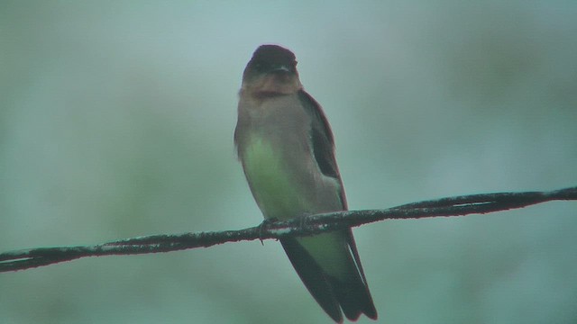 Golondrina Gorjirrufa - ML630116708