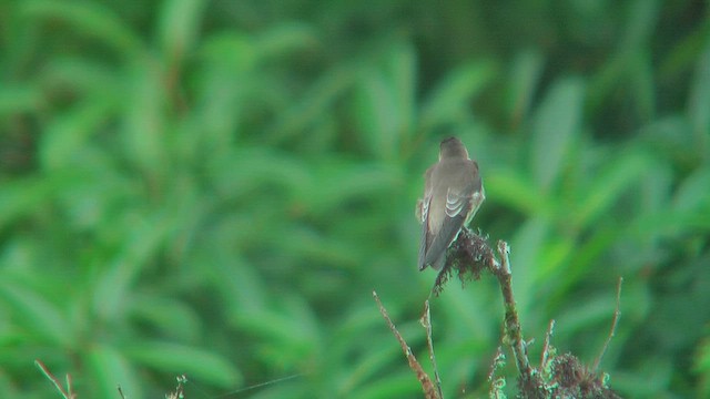 Golondrina Gorjirrufa - ML630116715
