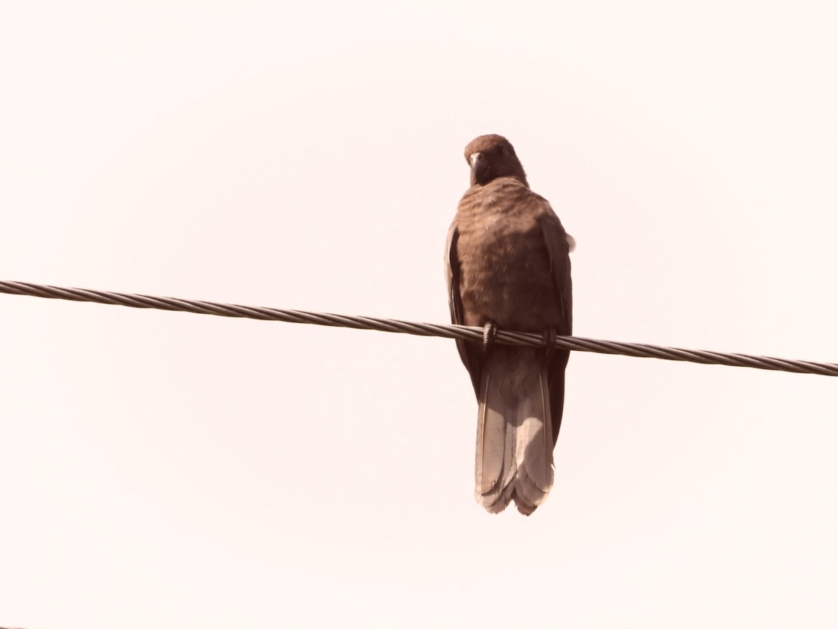 Seychelles Parrot - ML630116814