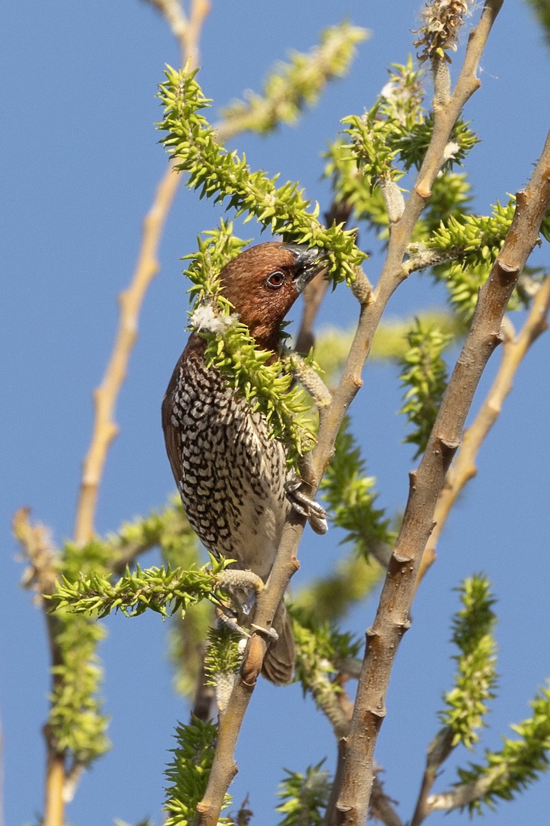 Scaly-breasted Munia - ML630116839