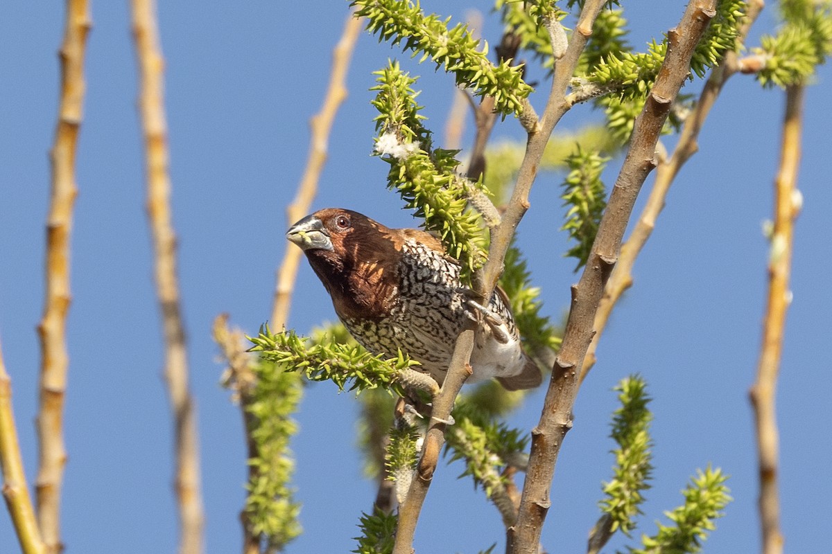 Scaly-breasted Munia - ML630116840
