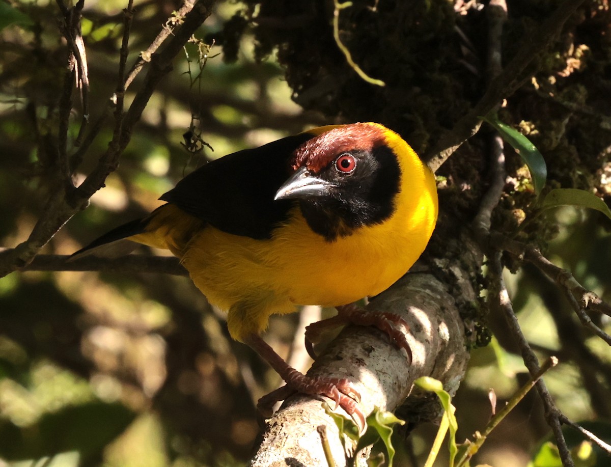 Brown-capped Weaver - ML630116852