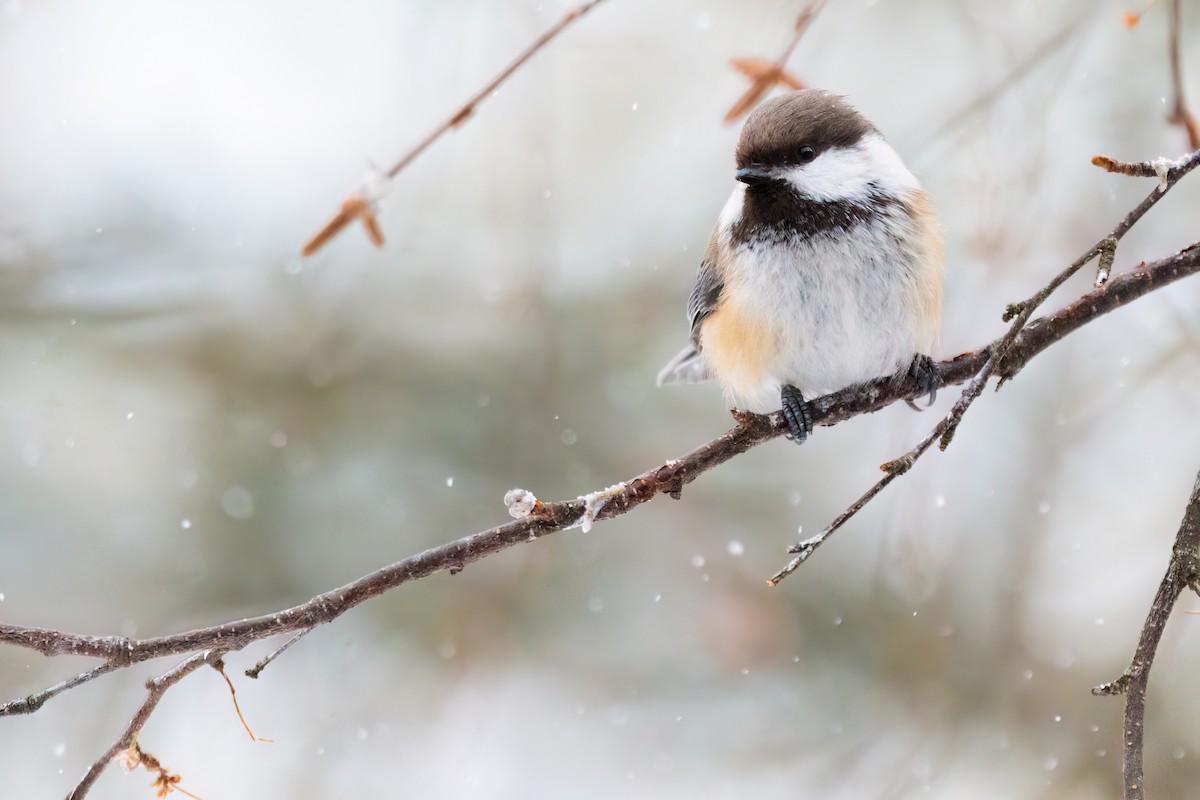 Gray-headed Chickadee - ML630116923