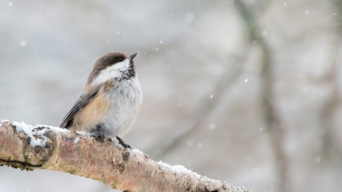 Gray-headed Chickadee - ML630116924