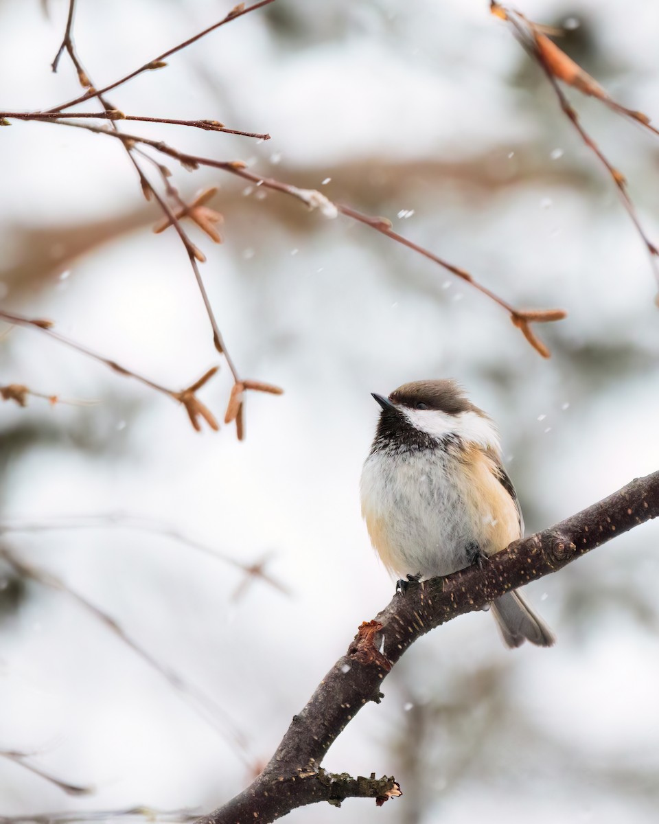 Gray-headed Chickadee - ML630116925