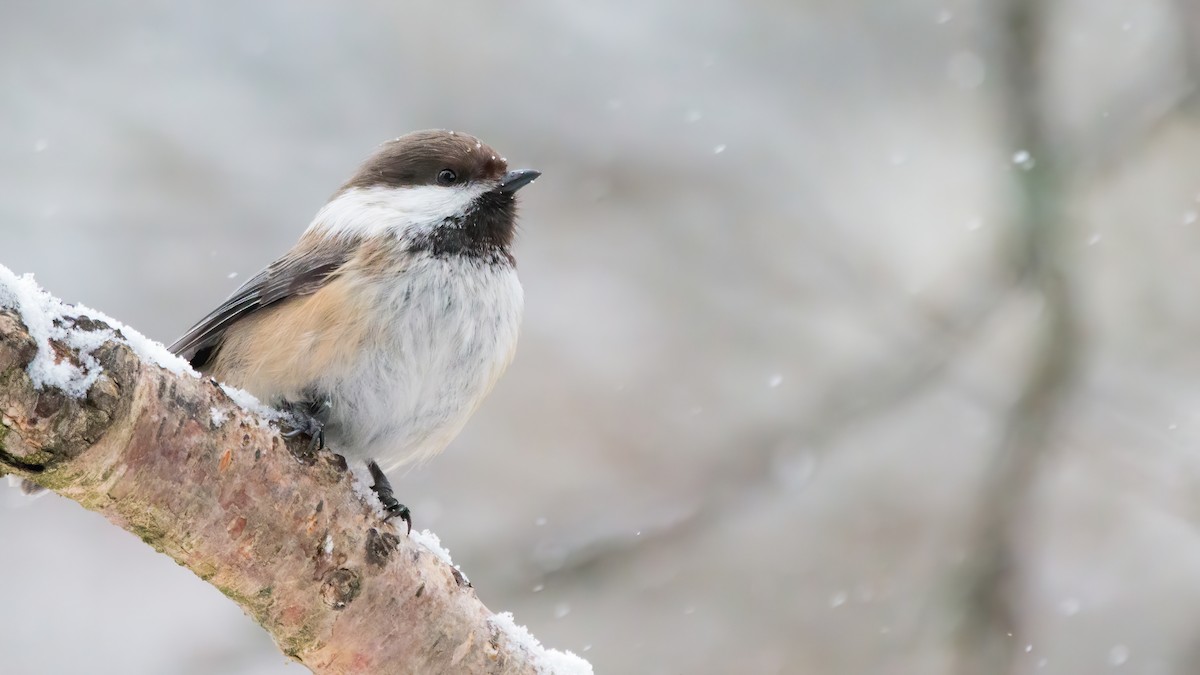 Gray-headed Chickadee - ML630116926