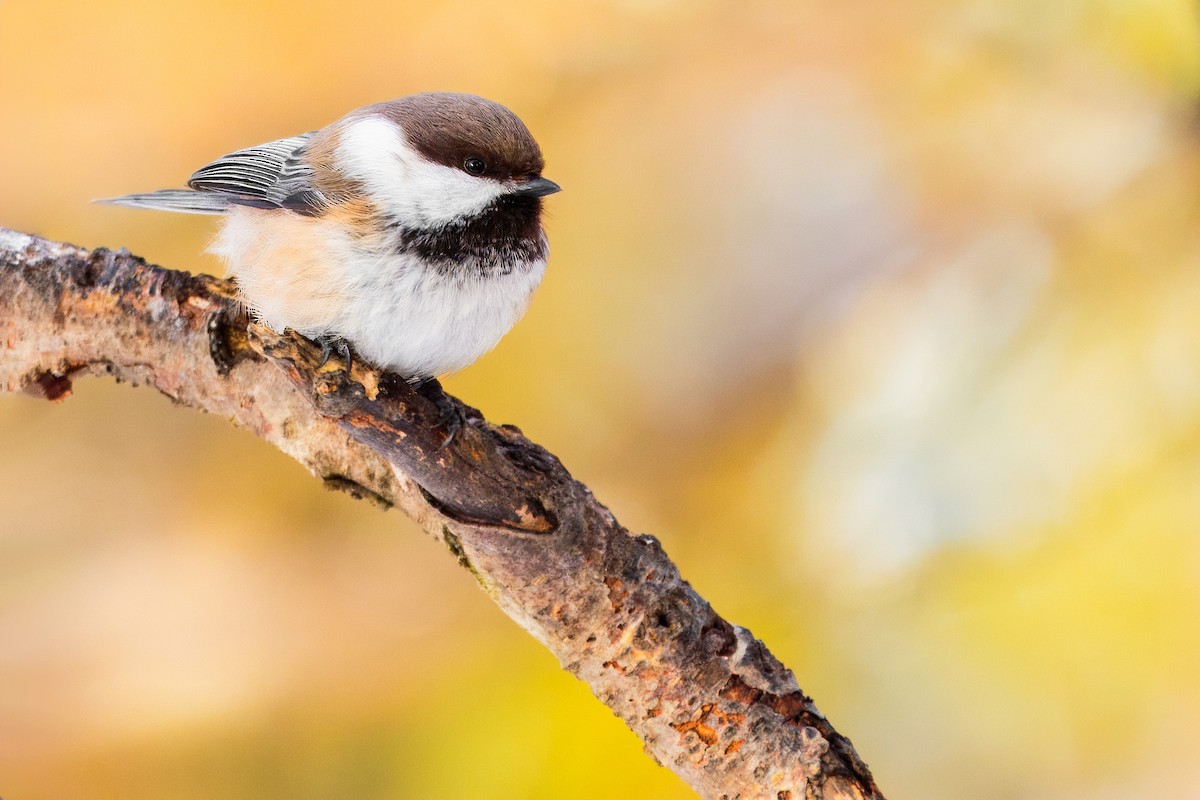 Gray-headed Chickadee - ML630116959