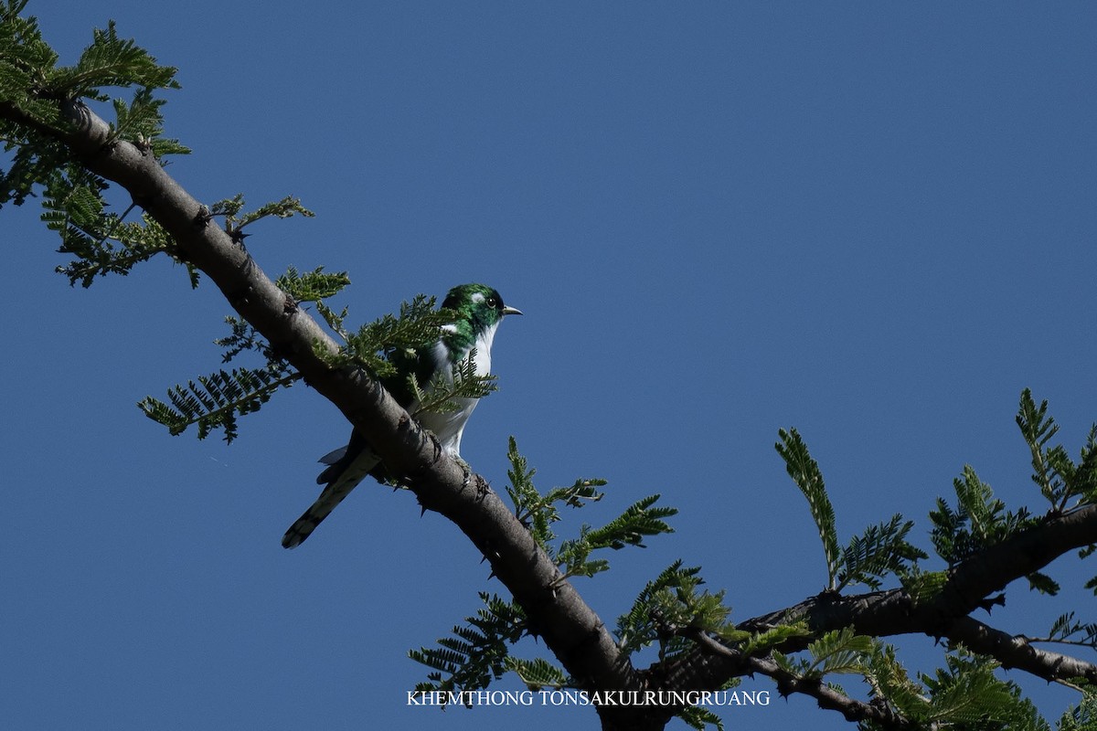Klaas's Cuckoo - ML630117014