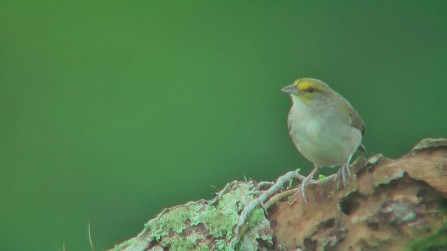 Yellow-browed Sparrow - ML630117050