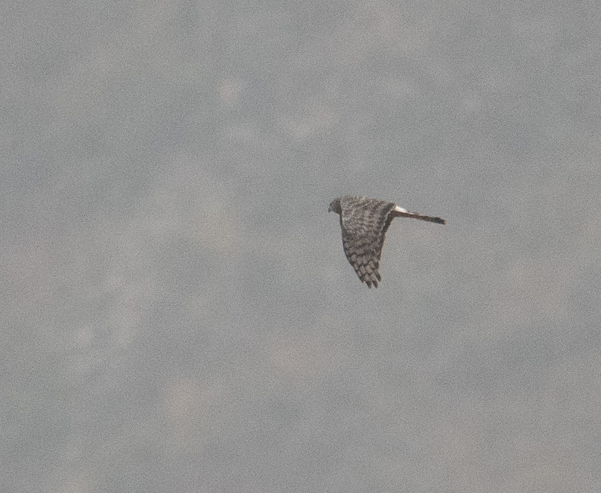 Cinereous Harrier - ML630117112