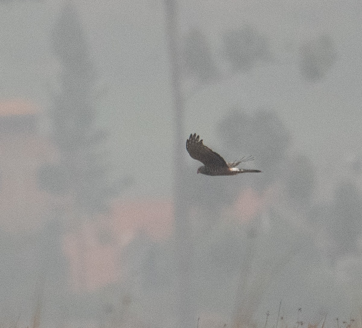 Cinereous Harrier - ML630117113