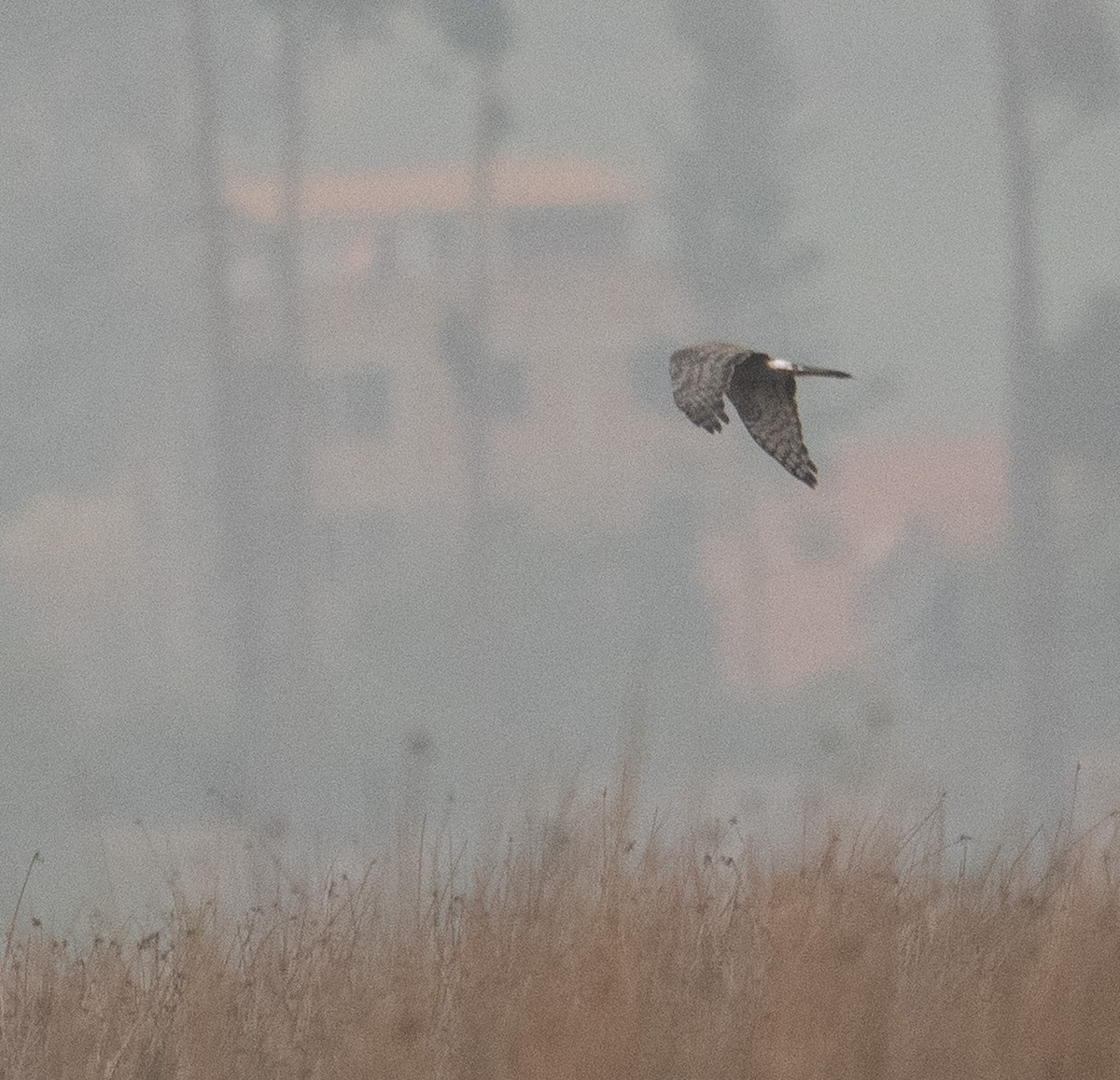 Cinereous Harrier - ML630117114