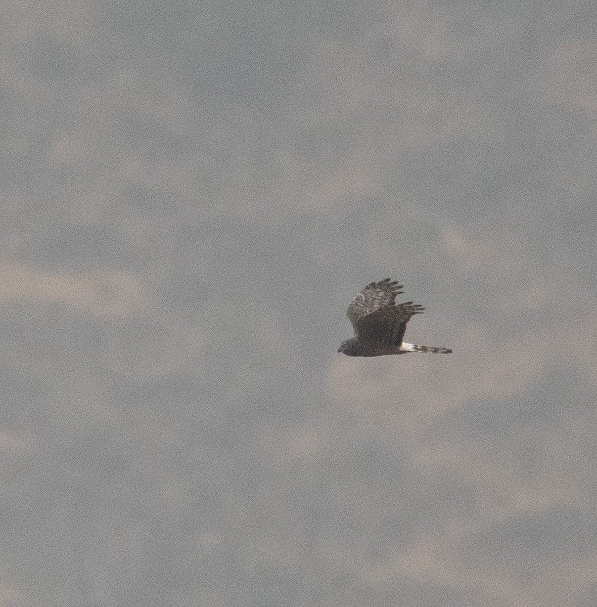Cinereous Harrier - ML630117115