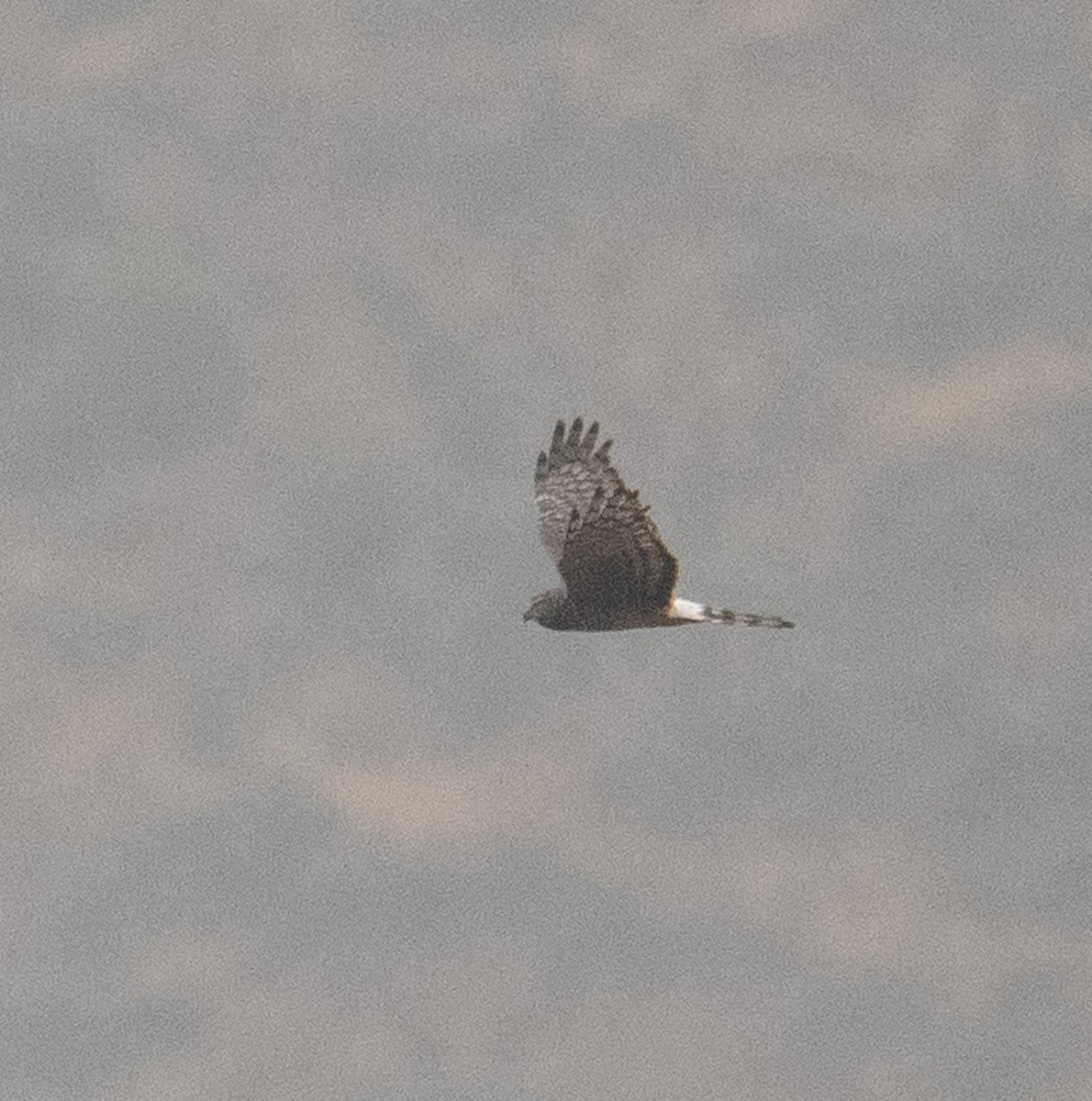 Cinereous Harrier - ML630117116