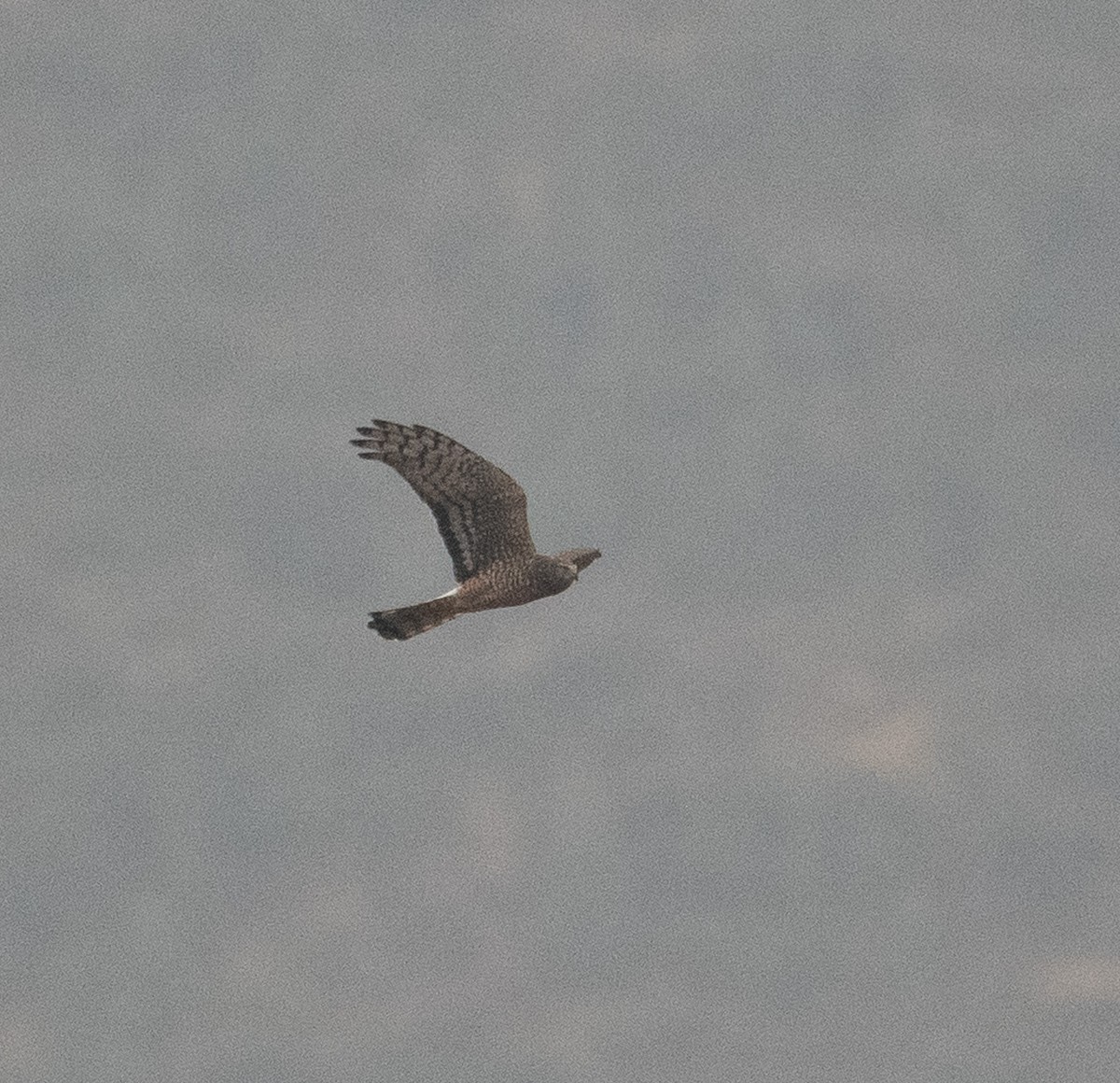 Cinereous Harrier - ML630117117