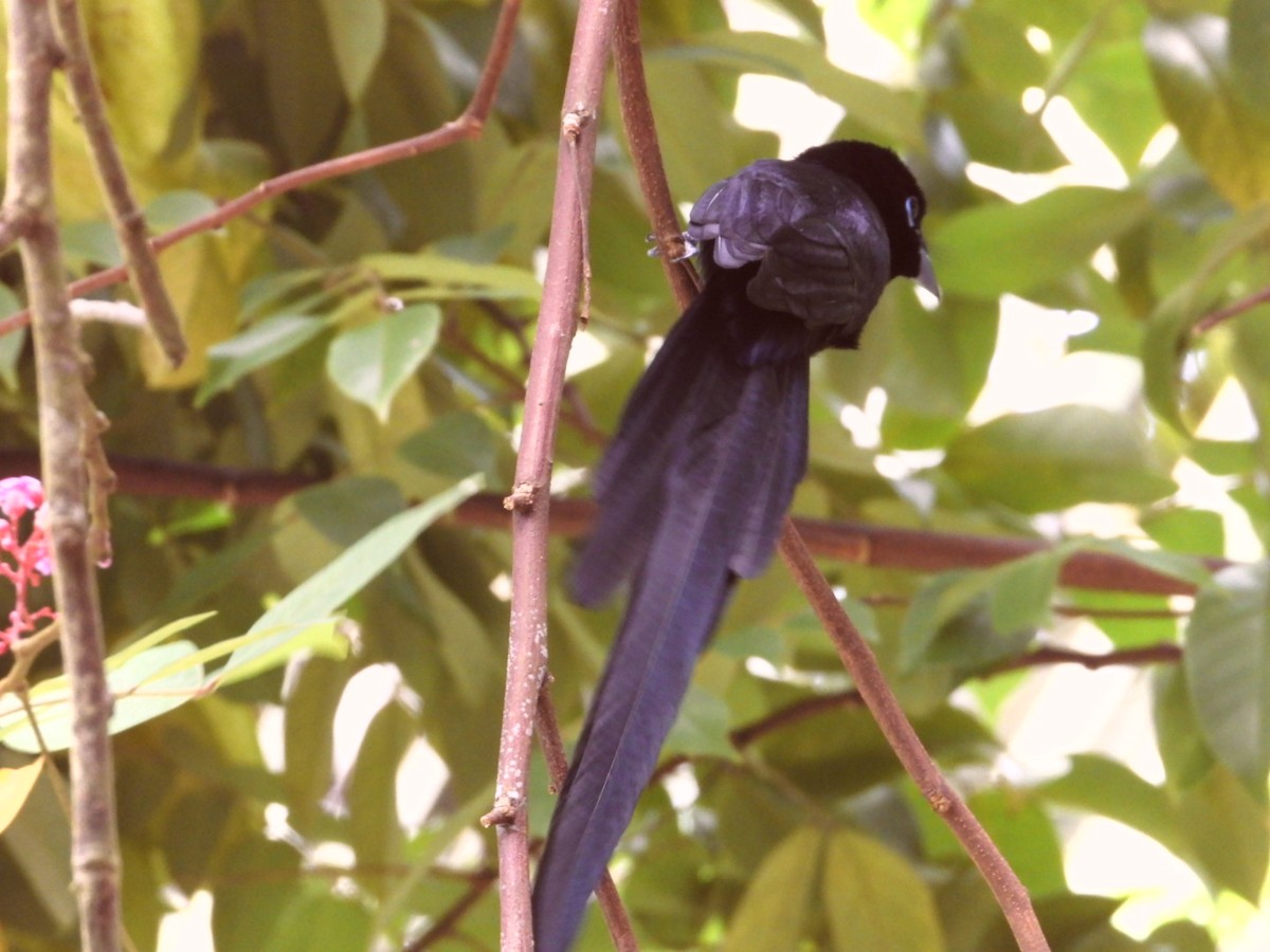Seychelles Paradise-Flycatcher - ML630117121