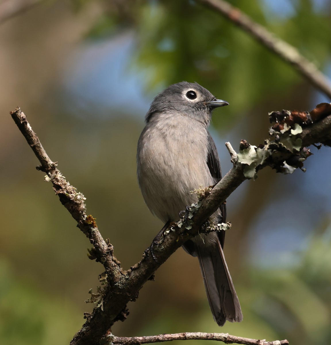 White-eyed Slaty-Flycatcher - ML630117207