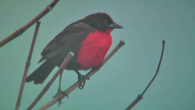 Red-breasted Meadowlark - ML630117270