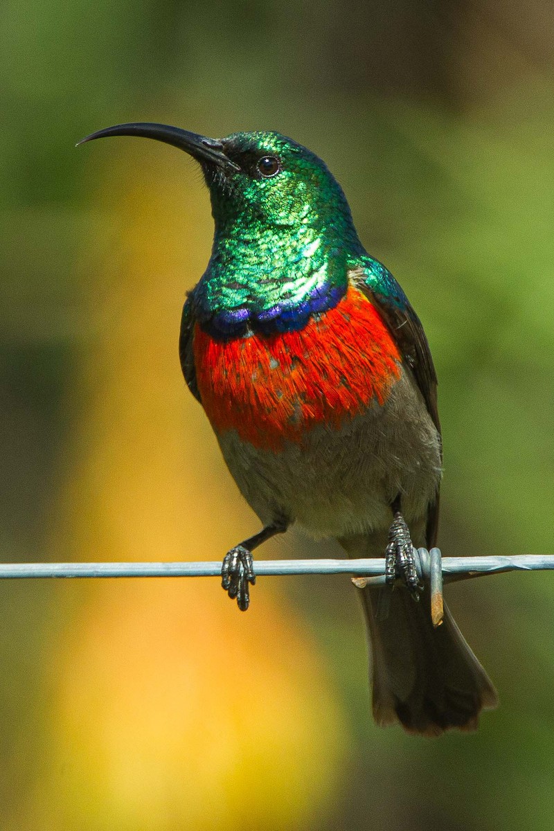 Greater Double-collared Sunbird - ML630117480