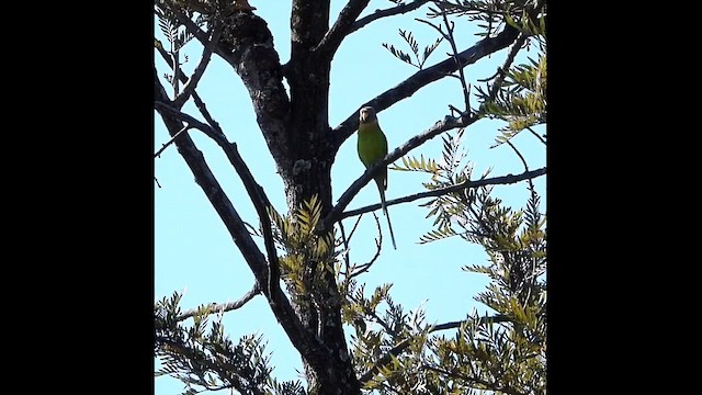 コセイインコ - ML630117488