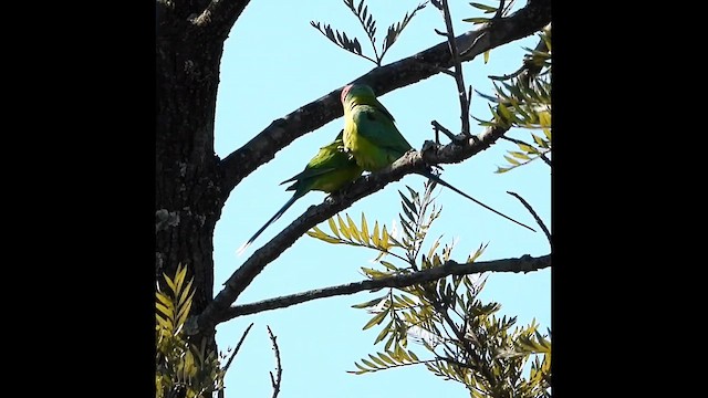 コセイインコ - ML630117494
