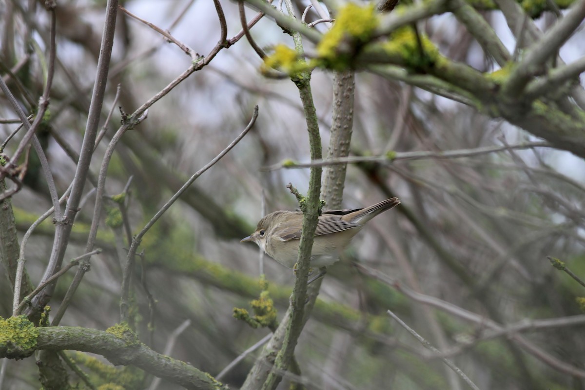 Common Reed Warbler - ML630117524