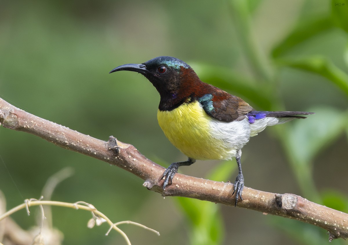 Purple-rumped Sunbird - Sahil 🐧