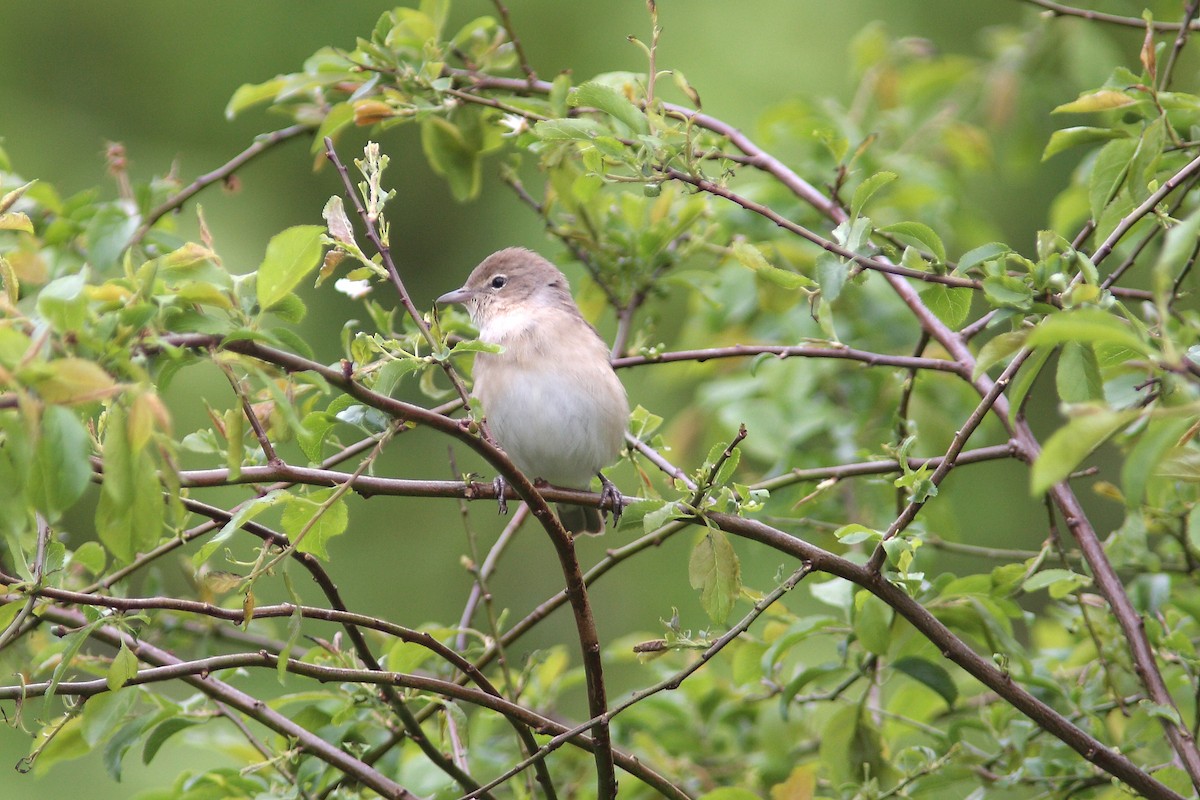 Бутны зэржгэнэ - ML630117578