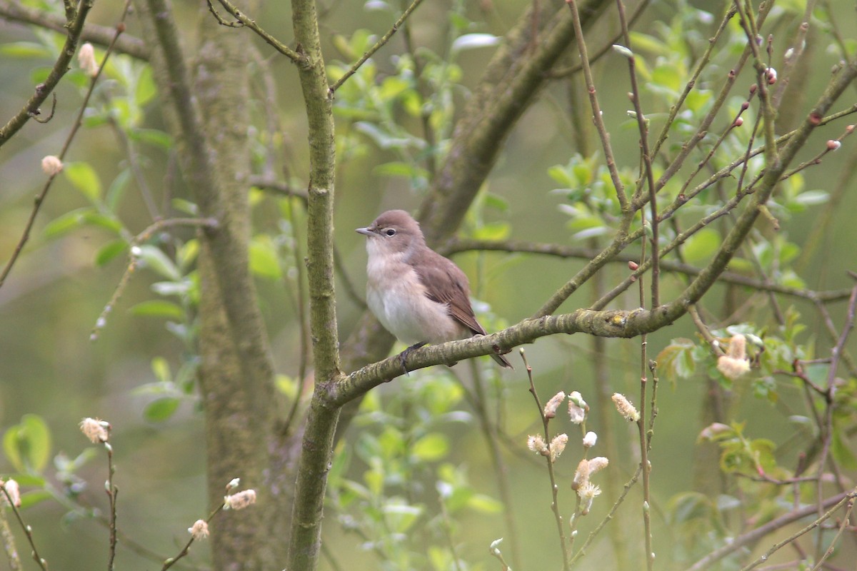 Бутны зэржгэнэ - ML630117579