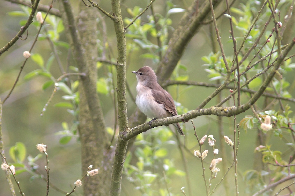 Бутны зэржгэнэ - ML630117580