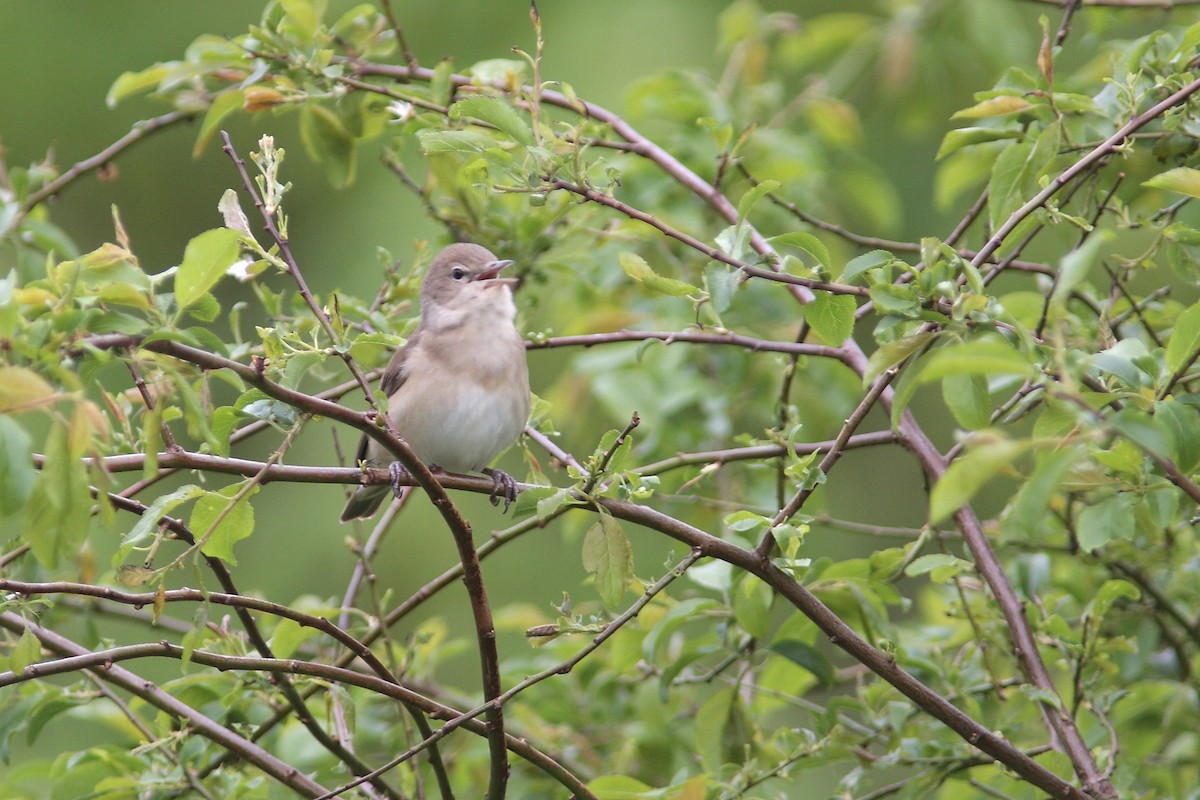 Бутны зэржгэнэ - ML630117581