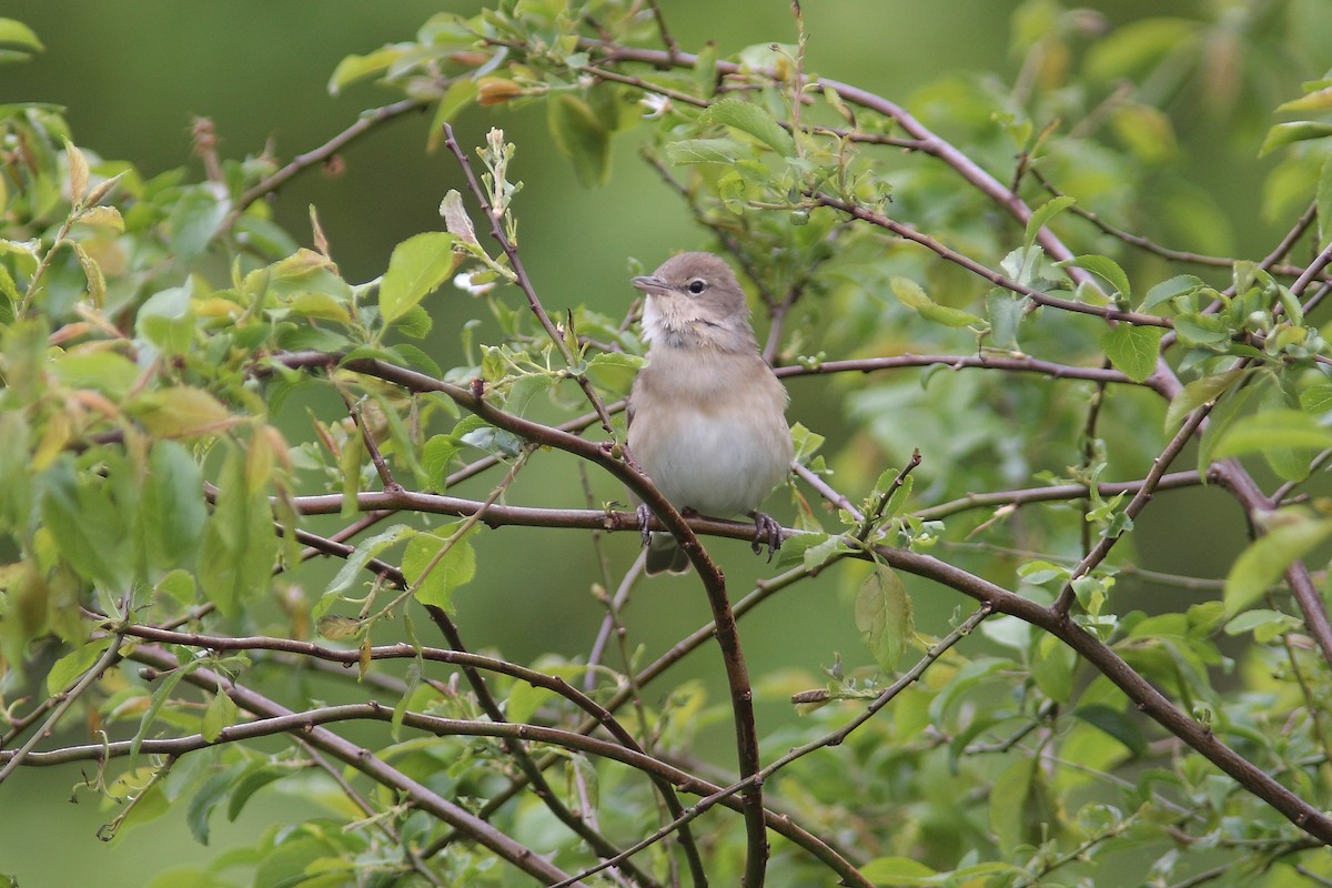 Бутны зэржгэнэ - ML630117582