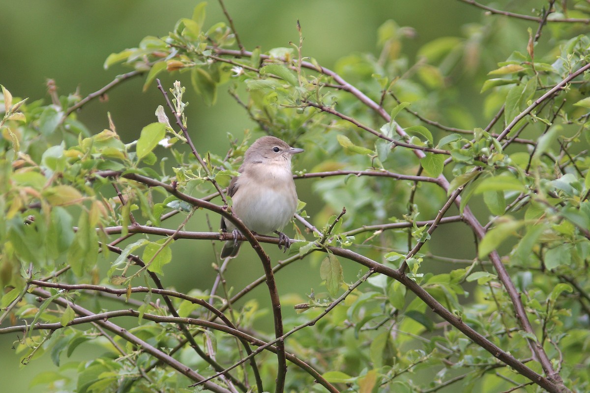 Бутны зэржгэнэ - ML630117583