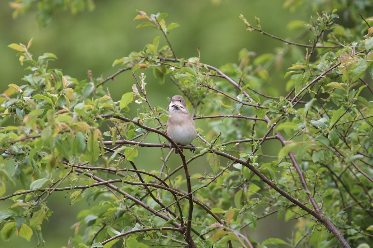 Бутны зэржгэнэ - ML630117584