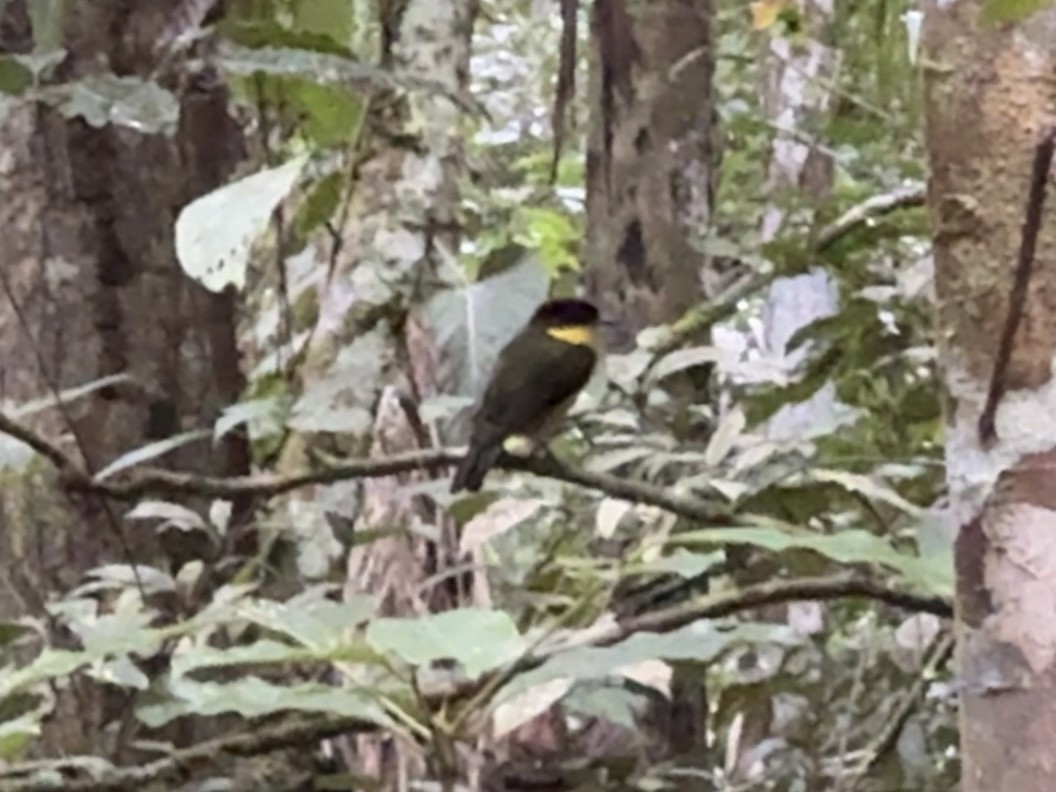 Andean Laniisoma - ML630117601