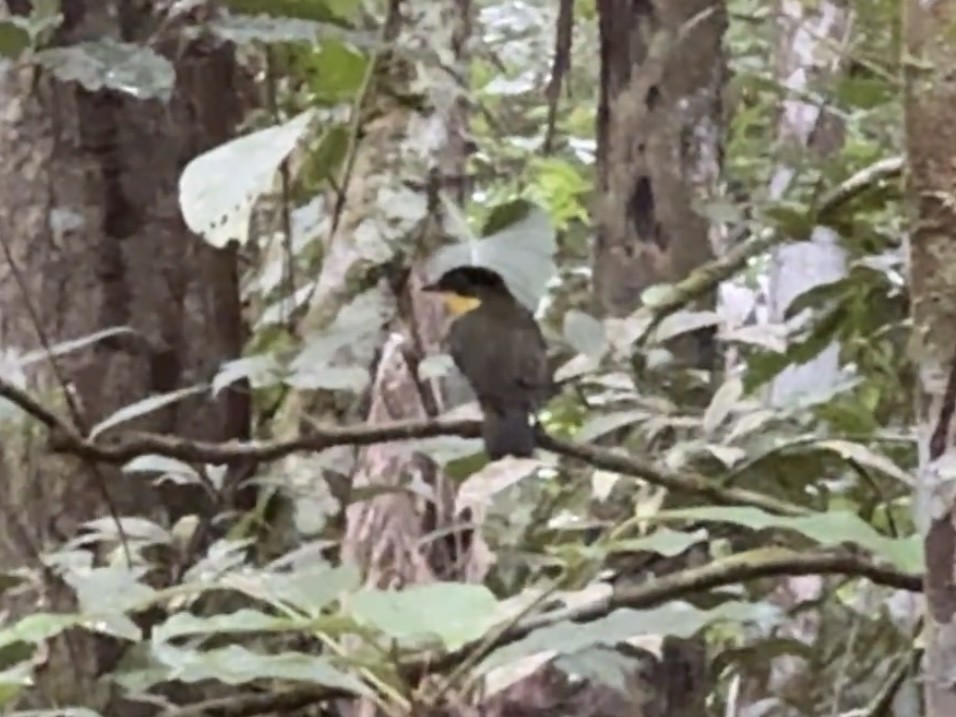 Andean Laniisoma - ML630117602