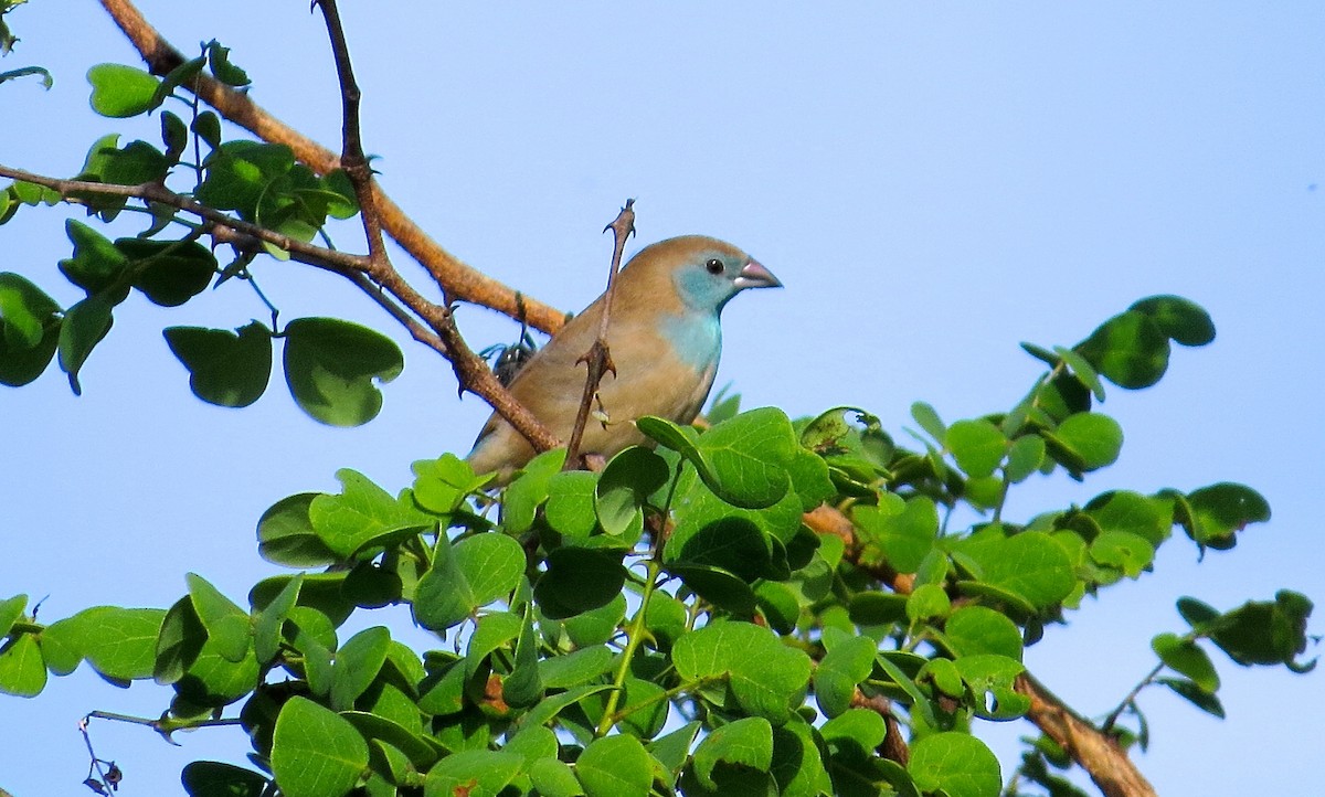 Cordonbleu d'Angola - ML63011761