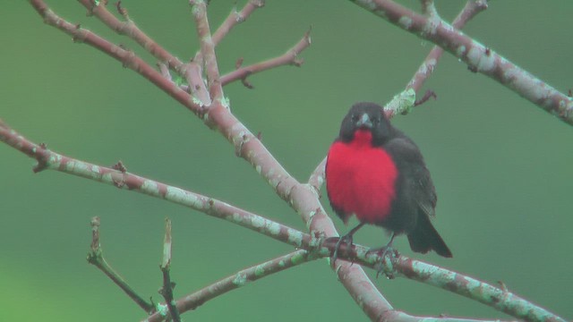 Red-breasted Meadowlark - ML630117670