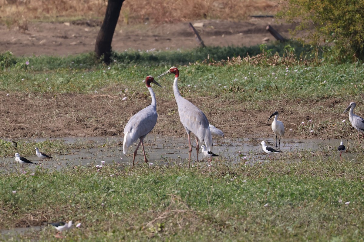 Black-headed Ibis - ML630117674