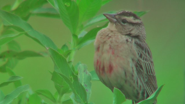 Red-breasted Meadowlark - ML630117685
