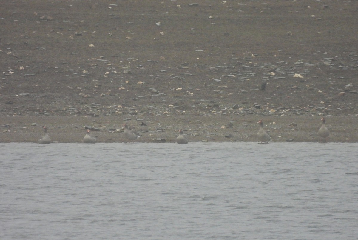 אווז אפור - ML630117725