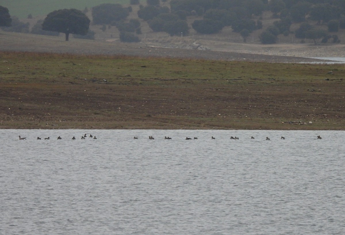 אווז אפור - ML630117726