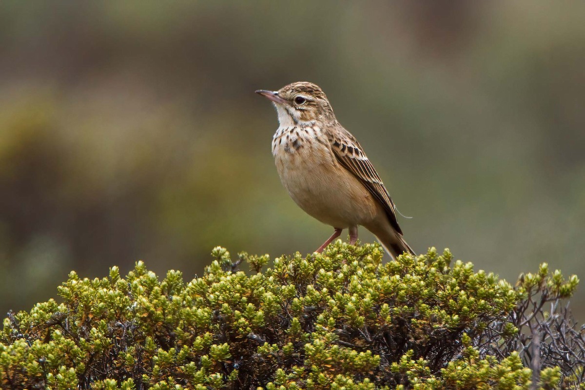 Mountain Pipit - ML630117859