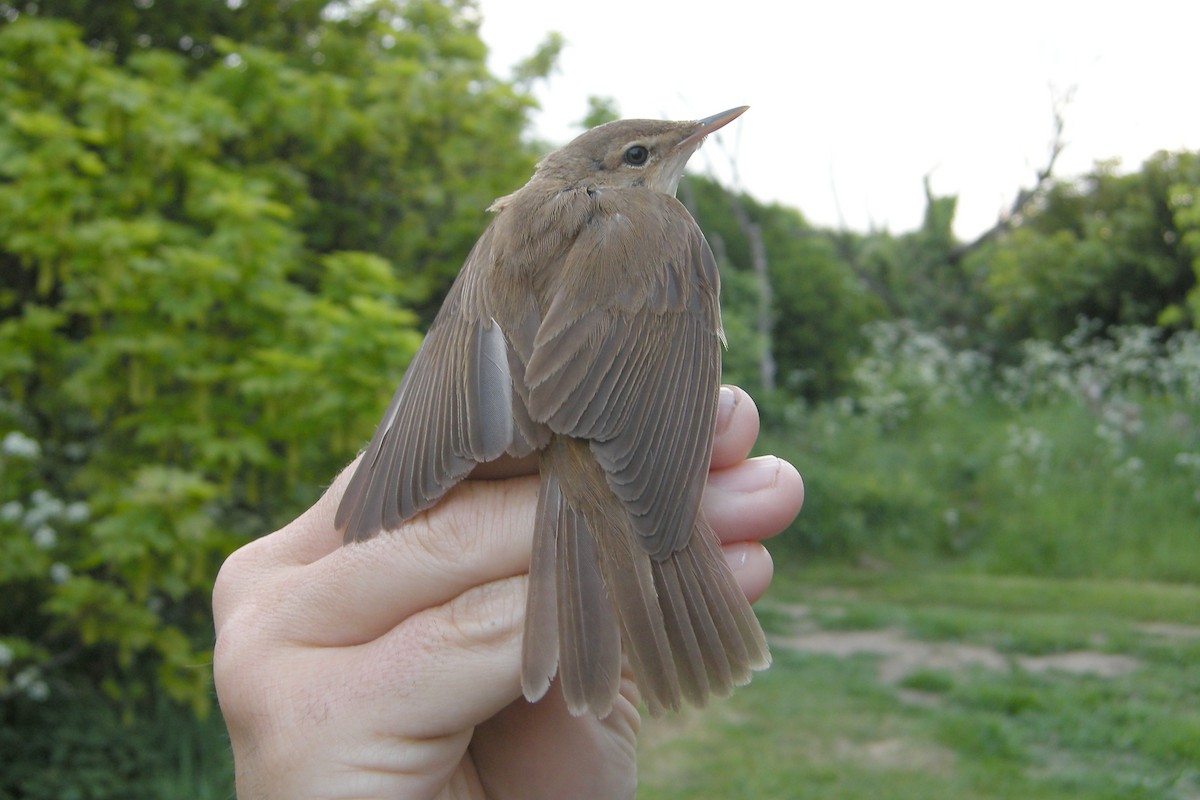 Common Reed Warbler - ML630117891