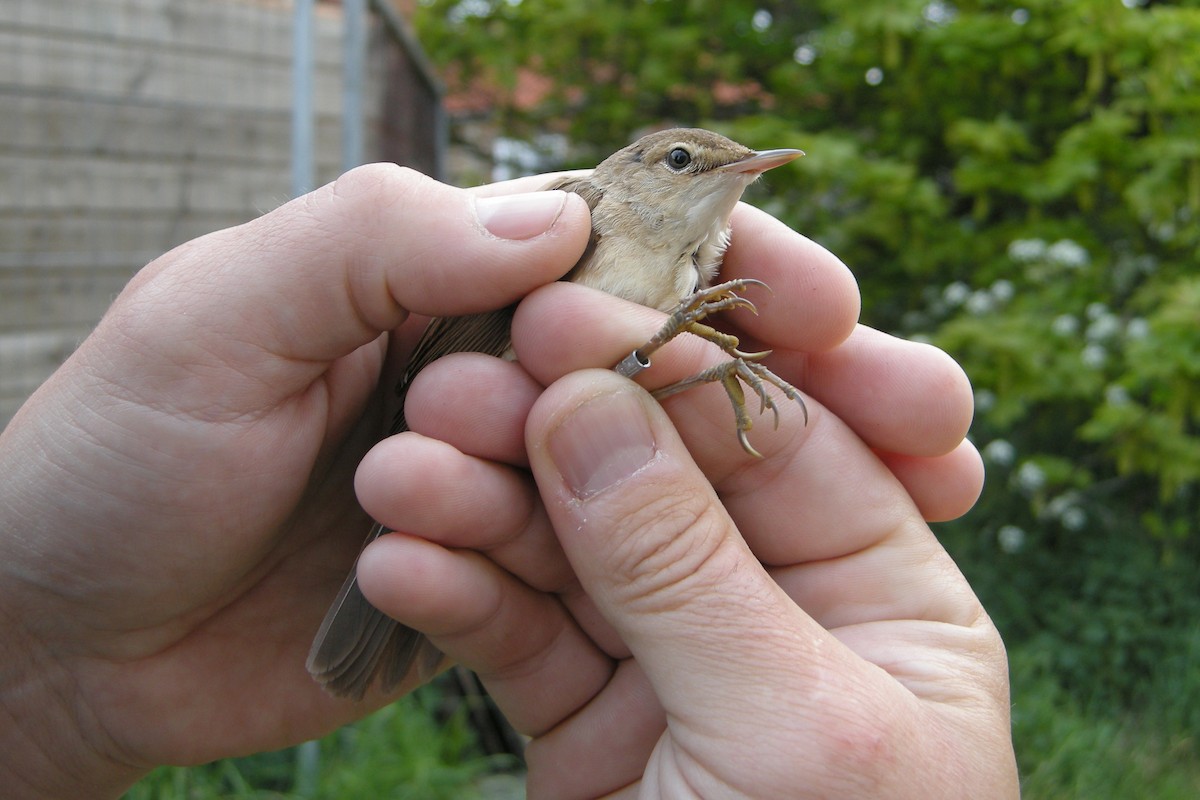 Common Reed Warbler - ML630117892