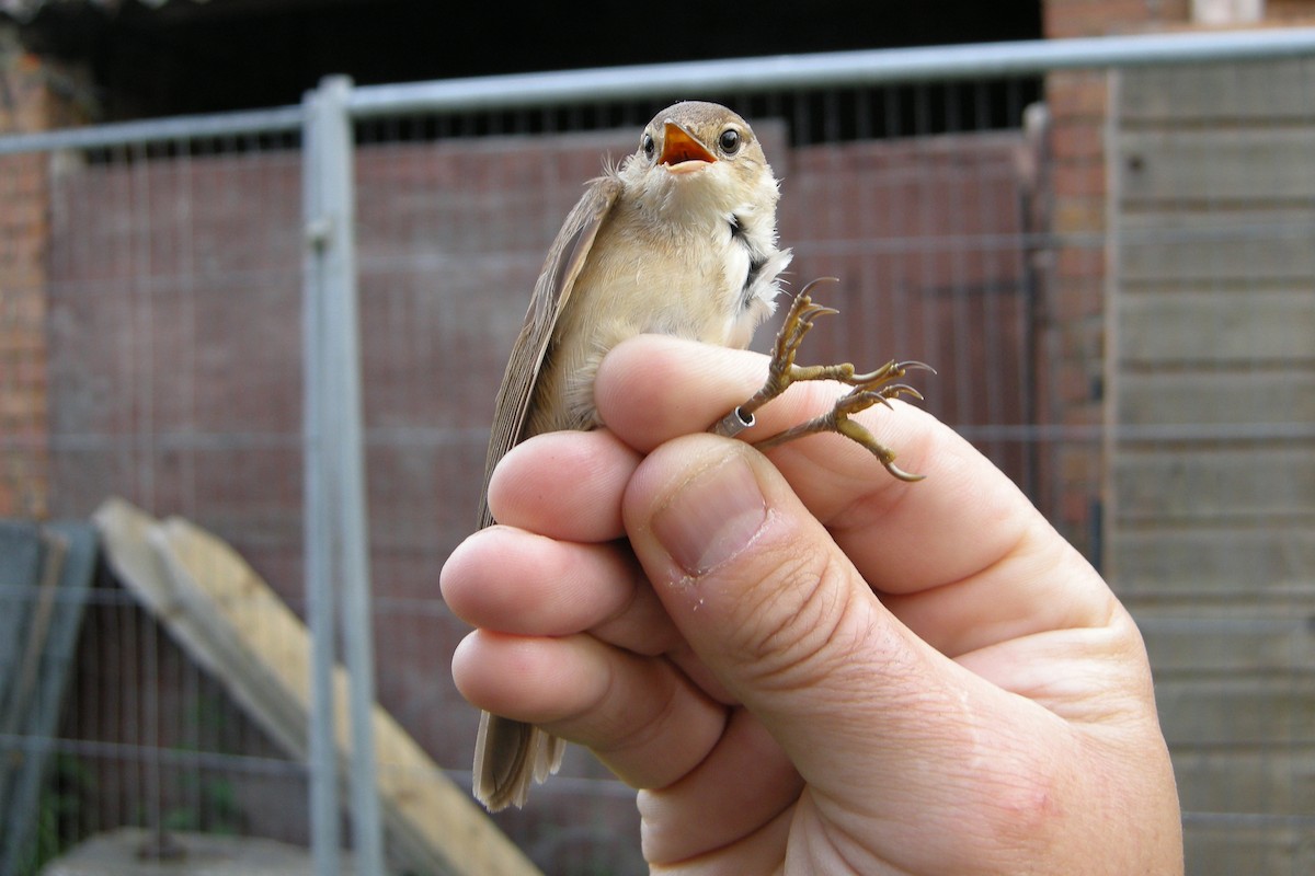 Common Reed Warbler - ML630117893