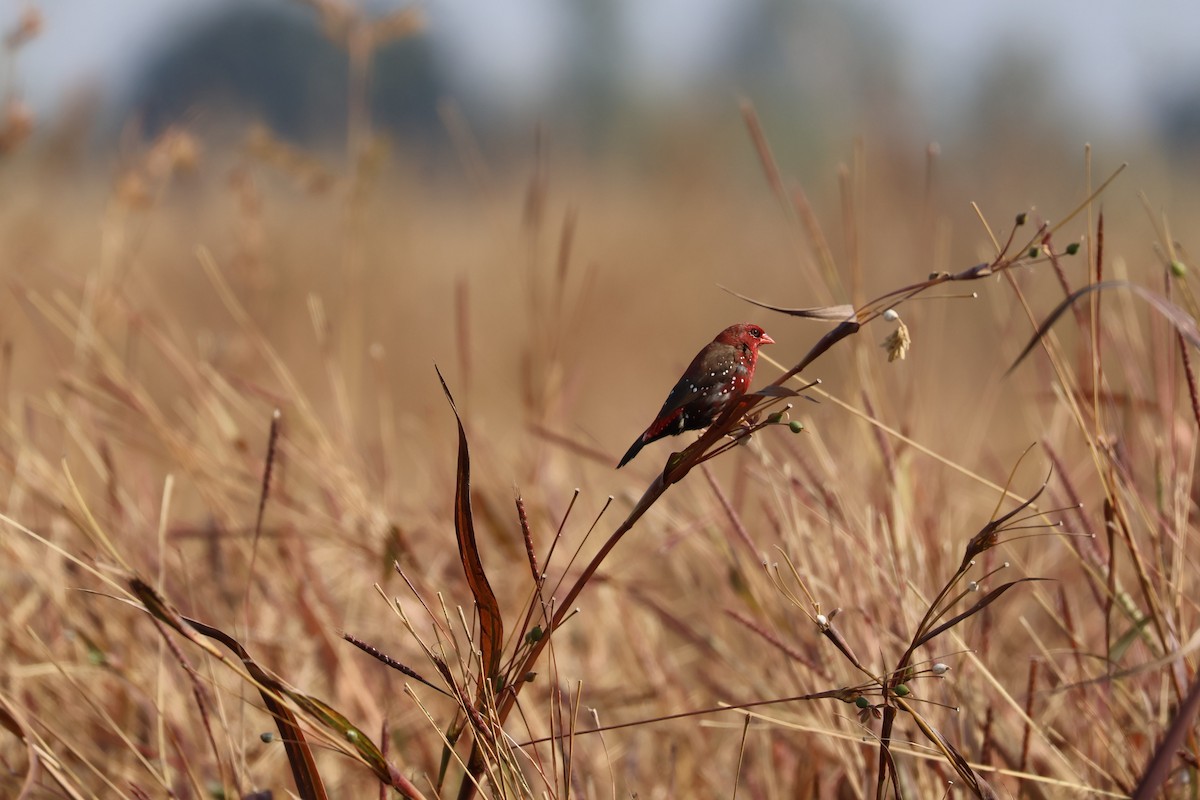 Red Avadavat - ML630117913