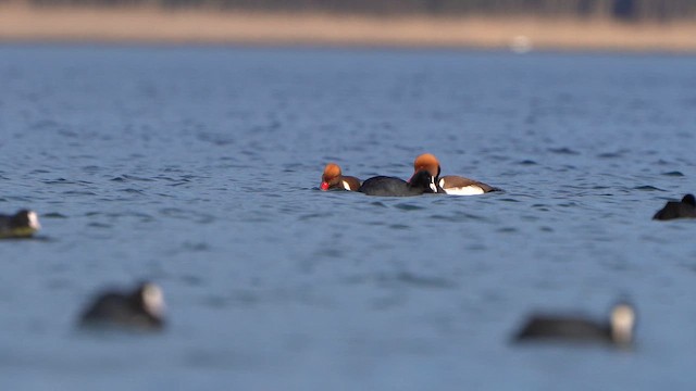 Red-crested Pochard - ML630117965